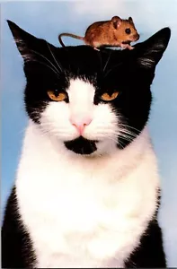 vintage Postcard The American Postcard Co. 1989 Cat'n Mouse (C) - Picture 1 of 2