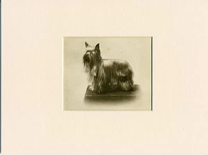 YORKSHIRE TERRIER ORIGINAL VINTAGE 1931 HUNDEDRUCK MONTIERT RAHMENFERTIG - Bild 1 von 1