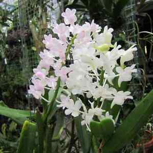 Aerydy Odorata Orchidea Gatunek zapachowy Roślina + CERTYFIKAT FITO