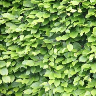 25 Green Beech Hedging Plants 40-60cm Fagus Sylvatica Bareroot Winter Copper A+ - Image 1 of 2