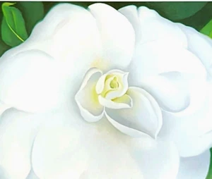 Georgia O' Keeffe White Camellia Botanic Flowers Art Print Book Plate 93 - Picture 1 of 3