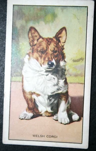 WELSH CORGI Vintage 1936 Illustrated Dog Card HE11MS - Picture 1 of 2