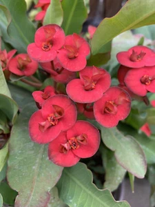 Red Crown of Thorn - Picture 1 of 5