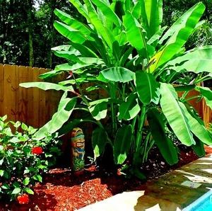 10 "DWARF" Cavendish BANANA Tree Seeds Musa acuminata Hardy Tropical Fruit Plant - Picture 1 of 19