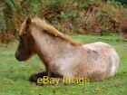 Photo 6X4 Recently Branded Foal In Denny Wood New Forest Balmerlawn The C2006