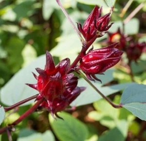 Semillas Roselle - Hibiscus sabdariffa - Acedera Jamaicana Roja Hierba de Arándano Florida - Imagen 1 de 8