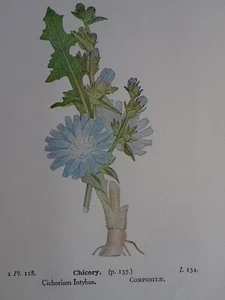 Original Print CHICORY / LONG ROOTED CAT'S EAR British Wild Flowers 1941 - Picture 1 of 4