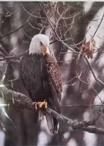 Bald Eagle Picture w/Wooded Background ~ Card Stock ~ Photography ~ 8" x 10" - Picture 1 of 4