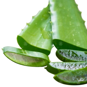 Aloe Vera Leaves Freshly Cut to Order Organic Medicinal Plant 15-25cm (3 Leaves) - Picture 1 of 6