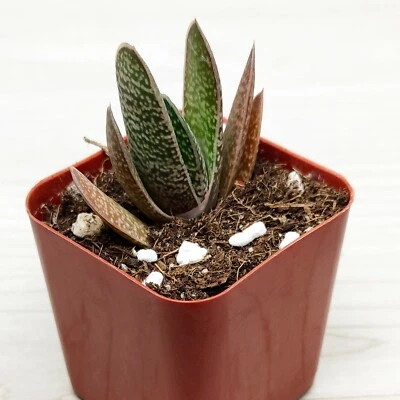 Planta viva suculenta - Gasteria Pillansii - Plantas vivas en maceta de 2" Foto 1 de 2