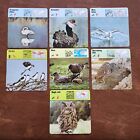 Rencontre Safari Cards 1970's Lot Of 7 Birds Printed in Italy