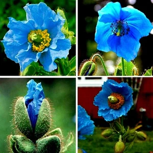 Blue Poppy Himalayan Blue Meconopsis Perennial Flowering Home Garden US 5-50000+ - Picture 1 of 10
