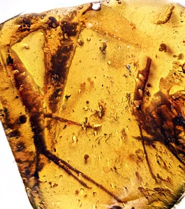 Rare Half Lizard - Two paws and tail - Fossil inclusion in Burmese Amber - Picture 1 of 5