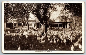 Vintage PPC Postcard - Oregon Chicken Ranch - Picture 1 of 2