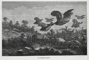 Perro Cocker Spaniel y Cazador Sorprendido por Urogallo, Estampado Grabado Antiguo Años 1870 - Imagen 1 de 3