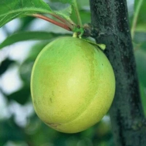 Oullins Reneklode Eierpflaume Pflaumenbaum Zwergbaum Buschbaum Halbstamm Hochst. - Bild 1 von 22