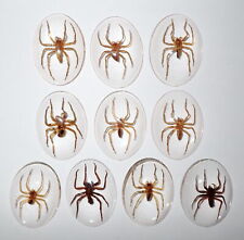 Insect Cabochon Water Spider Specimen Oval 30x40 mm Clear 20 pieces Lot