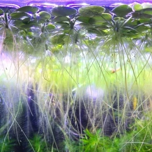 Amazon Frogbit Tropical Water Lily Very Healthy Live Floating Aquarium Plants - Picture 1 of 10