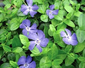 35 Creeping Myrtle Periwinkle Vinca Vines Flowering Plants Ground Cover, SHADE - Picture 1 of 4