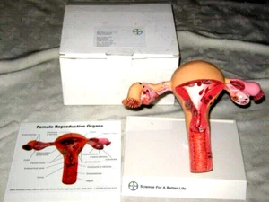 A Boxed Bayer Australia Doctors Exhibit Female Reproductive Organ Display Model - Picture 1 of 11