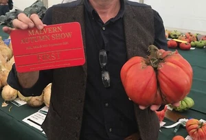 Giant Tomato seed. Giant Vegetable seed. - Picture 1 of 2