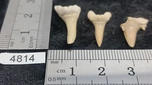 Lot 3 x Dent de requin fossile collection archeologie déco décoration - Picture 1 of 1