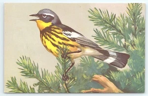 Postcard Magnolia Warbler Dendroica magnolia National Wildlife Federation - Picture 1 of 3