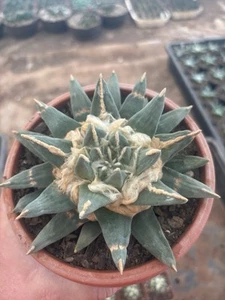 Ariocarpus Retusus V.pectinatus 15,5cm Aztekium Copiapoa - Imagen 1 de 8