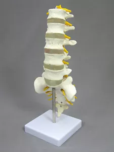 Vertebre lombari con sacro e coccige e nervi, anatomiche della colonna vertebrale, NUOVE - Foto 1 di 8