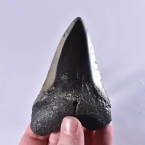 Diente de tiburón fósil genuino grande Carcharodon MEGALODON - Mioceno - EE. UU. - Imagen 1 de 5