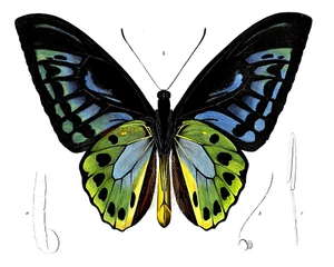 Butterfly Illustration Fine Art Giclee High Resolution 8x10 Print - Picture 1 of 2