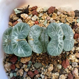 Haworthia Truncate Niagara - Seedling Growth unique Window - Picture 1 of 2