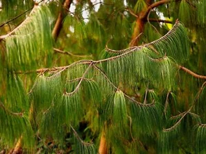 30 MEXICAN WEEPING PINE TREE Evergreen Pinus Patula Seeds *Flat S/H - Picture 1 of 9
