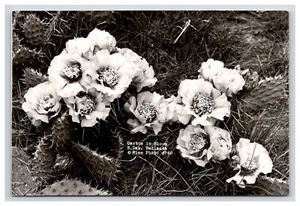 Cartolina: RPPC Cactus In Bloom, Badlands, South Dakota - Non pubblicata - Foto 1 di 2