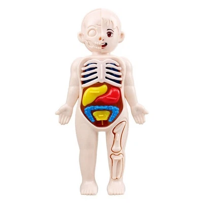 2X(Educazione Scientifica Per Bambini, Modello Anatomico Dell'Umano Kö1009 - Immagine 1 di 4