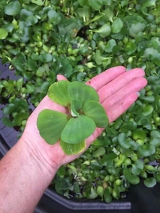 (16) Water Lettuce Koi Pond Floating Plants Rid Algae Turtle Small 2-4” Filter - Picture 1 of 4