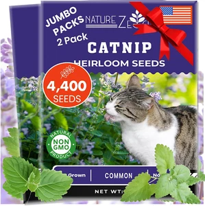 Catnip Seeds for Planting, 2.6 Grams, 4400+ Herb Seeds, Indoor or Outdoor Growin - Picture 1 of 6