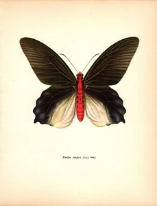 Vintage Butterfly Art Print Swallowtail Butterfly Insect Print 5301-68 - Picture 1 of 1