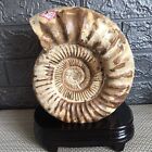 4.65kg Rare natural rough polished white conch Ammonite  mt02