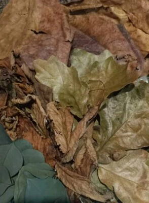 BOTANICALS Mixed Leaf Botanical Enrichment pack Aquarium Fish Shrimp Aquascaping