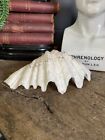 Antique Large Clam Shell Bear Paw Seashell Extra Large Well Weathered #F
