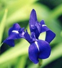 Laevigata Blue Iris Dark Blue Perennial Basin Plant 