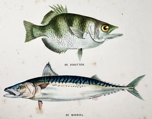 1864 Parrotfish, Mackerel, quarto hand colored stone lithograph - Picture 1 of 4