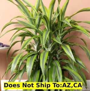 Dracaena Warneckii  5gal Pot, 4-5ft Houseplant Lemon Lime Dragon Tree Evergreen - Picture 1 of 5