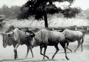 1929 Original Photo Antelope Gnus roaming around at the Detroit Zoo in Michigan - Picture 1 of 2