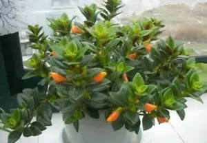 NEMAT TANTHUS "GOLDFISH PLANT' CUTTINGS BASKETS SUCCULENTS 3-43 - Picture 1 of 10