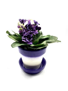Vasetto con Violetta Africana - Foto 1 di 1