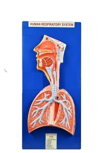 Modelo de sistema respiratorio humano en base - Imagen 1 de 1