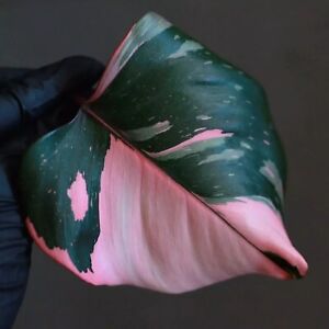 Philodendron Pink Princess Galaxy Marble Ableger