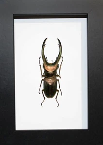 Cyclommatus truncatus Stag Beelte in a Frame - Picture 1 of 1